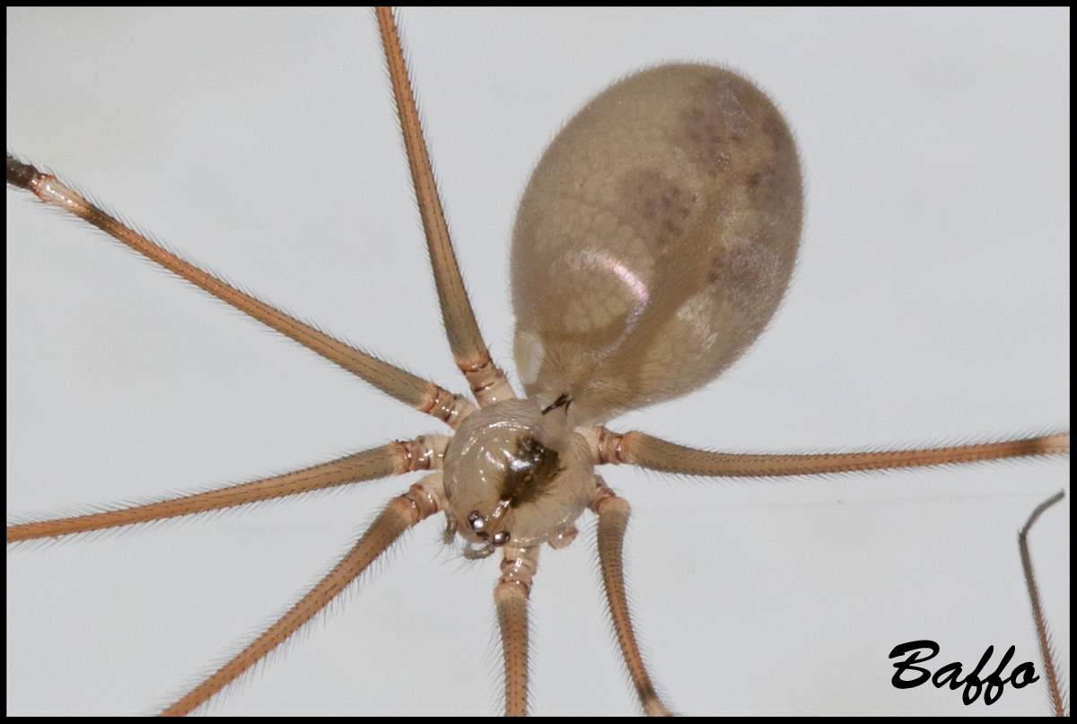 Pholcus phalangioides